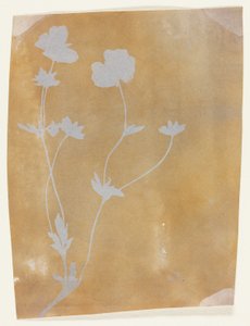 Stängel von Blättern und Blumen von William Henry Fox Talbot