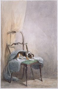 Studie eines Hundes auf einem Stuhl