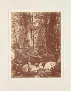 Der Pfad im Wald, Gallatin-Schlucht von William Henry Jackson
