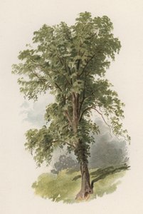 Bäume: Die Ulme (Farblitho)