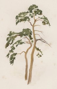 Bäume: Die Kiefer (Farblitho)