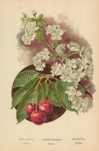 Kirschblüte. Frucht