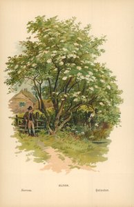 Ältester