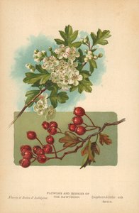 Blumen und Beeren des Weißdorns