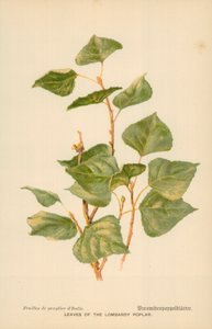 Blätter der Lombardei-Pappel von William Henry James Boot