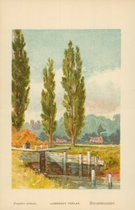 Lombardische Pappel