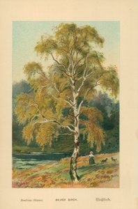 Silberbirke