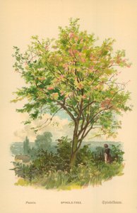 Spindelbaum