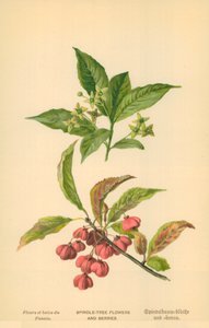 Spindelbaumblüten und Beeren