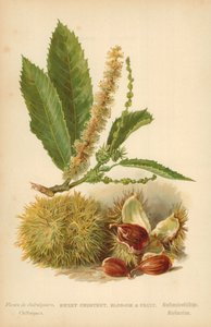 Edelkastanie, Blüte und Frucht