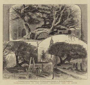 Transplantation der alten Buckland-Eibe in Dover von William Henry James Boot