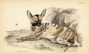 Afrikanischer Wildhund, Lycaon pictus, gefährdet von William Home Lizars