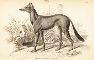 Arabischer Windhund, Canis lupus familiaris von William Home Lizars