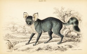 Löffelhund, Otocyon megalotis von William Home Lizars