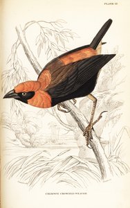 Schwarzflügelroter Bischof, Euplectes hordeaceus (Purpurkronenweber, Euplectes flammiceps) von William Home Lizars