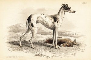 Britischer Windhund, Canis lupus familiaris von William Home Lizars