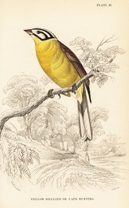 Kapammer, Emberiza capensis (Gelbbauchammer, Fringillaria capensis) von William Home Lizars