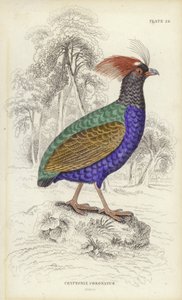 Cryptonix Coronatus
