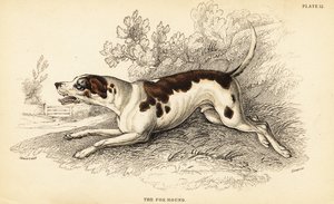 Foxhound, Canis lupus familiaris