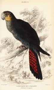 Glanzschwarzer Kakadu, Calyptorhynchus lathami