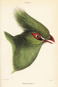 Kopf des Guinea-Turakos, Tauraco persa buffoni