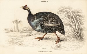 Helmperlhuhn, Numida meleagris von William Home Lizars