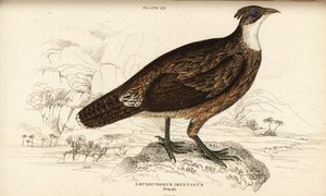 Himalaya-Glanzfasan, Weibchen, Lophophorus impejanus (Impeyan-Glanzfasan, Lophophorus impeyanus) von William Home Lizars