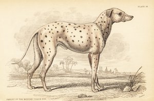 Elternteil des modernen Kutschenhundes, Canis lupus familiaris von William Home Lizars
