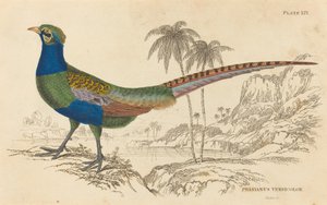 Phasianus Versicolor von William Home Lizars