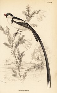 Schwanzspitzwitwe, Vidua macroura (Rotbillschwanzwitwe, Vidua erythrorhynchus) von William Home Lizars