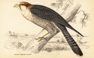 Rotnackenfalke, Falco chicquera ruficollis von William Home Lizars