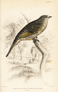 Rotflügel-Kuckucksschnäpper, weiblich, Campephaga phoenicea