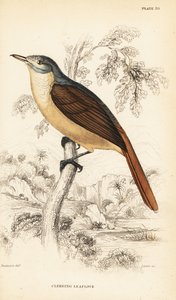 Rotblättriger Blattliebhaber oder Kletternder Blattliebhaber, Phyllastrephus scandens