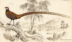 Reevesfasan, Syrmaticus reevesii