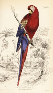 Roter Ara, Ara macao