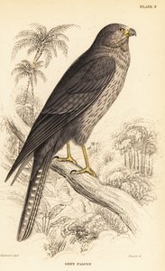 Rußfalke, Falco concolor von William Home Lizars
