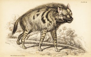 Gestreifte Hyäne, Hyaena hyaena von William Home Lizars