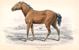 Tarpan