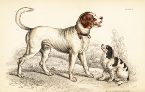 Der Alpen- oder Große Bernhardinerhund, Canis lupus familiaris, und King Charles Spaniel, Canis lupus familiaris von William Home Lizars