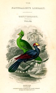 Die Bibliothek der Naturforscher, Ornithologie, Senegal-Turako, Veilchenpflanzenfresser, um 1833-1865 von William Home Lizars