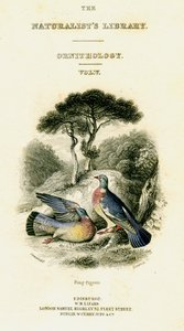 Die Bibliothek der Naturforscher, Ornithologie Band V, Ringtaube, ca. 1833-1865