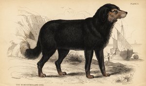 Neufundländer, Canis lupus familiaris