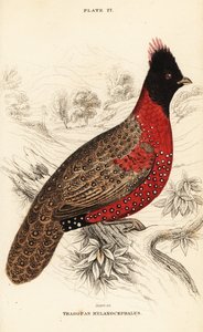 Westlicher Tragopan oder Westlicher Horntragopan, Tragopan melanocephalus von William Home Lizars
