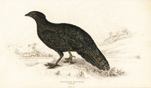 Westlicher Tragopan oder Westlicher Horntragopan, Weibchen, Tragopan melanocephalus von William Home Lizars
