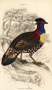 Westlicher Horntragopan, männlich, Tragopan melanocephalus von William Home Lizars