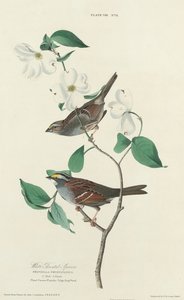 Weißkehlammer von William Home Lizars
