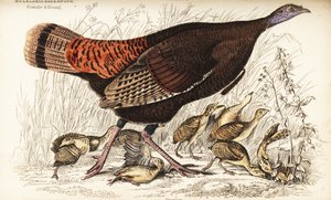 Wildtruthahn, Weibchen und Jungtiere, Meleagris gallopavo von William Home Lizars