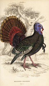 Wilder Truthahn, männlich, Meleagris gallopavo von William Home Lizars