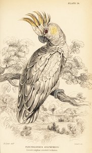 Gelbwangenkakadu, Cacatua sulphurea