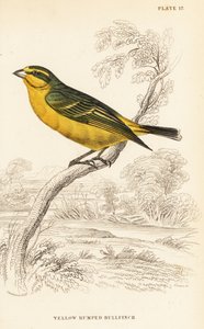 Gelbstirnkanarienvogel (Senegal), Crithagra mozambica caniceps (Gelbrückengimpel, Crithagra chrysopyga)